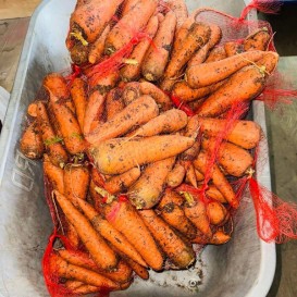 Морковь НЕМЫТАЯ фасовка 2 кг(опт 62 руб/кг)