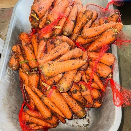 Морковь НЕМЫТАЯ фасовка 2 кг(опт 50 руб/кг)