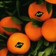 Мандарины Марокко (опт 255 руб/кг)