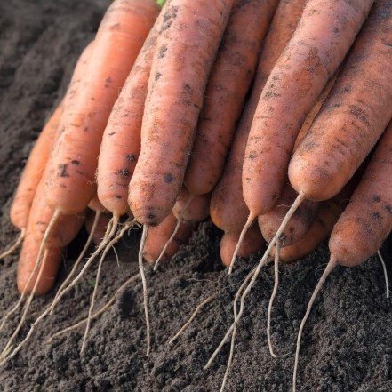 Морковь НЕМЫТАЯ фасовка 2 кг(опт 50 руб/кг)