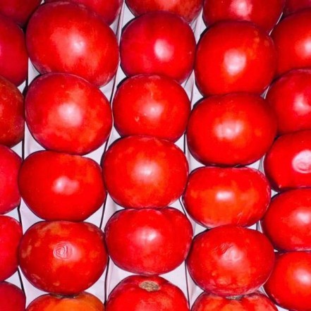 Помидоры(опт 252 руб/кг)