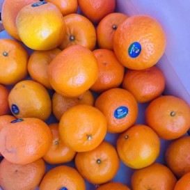 Мандарины  (опт 169 руб/кг)