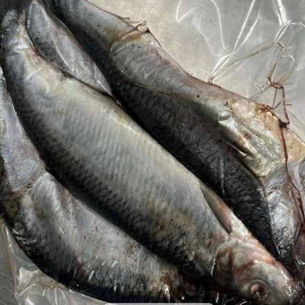 Сельдь Олюторская фасовка 1кг