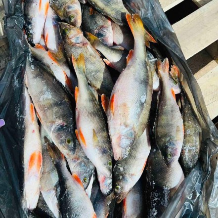 Окунь речной с/м 800+ (опт 285 руб /кг)