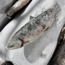 Пелядь с/м фасовка 1кг(опт 521 руб/кг)