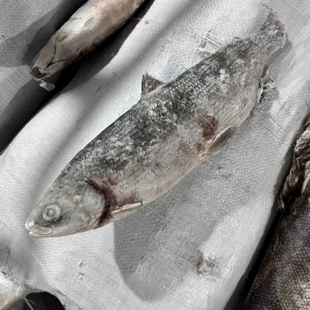 Пелядь с/м фасовка 1кг(опт 521 руб/кг)