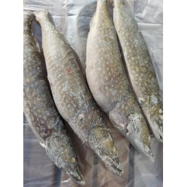 Щука см НПСГ от 1,5кг (опт 297/282 руб/кг)