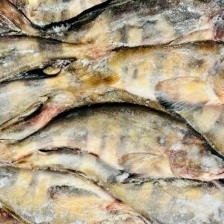 ПЛАСТ 16 кг Терпуг 400-600 гр с/м(опт 313 руб/кг)