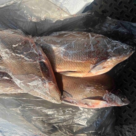 Лещ отборный ( опт 157/149 руб/кг)