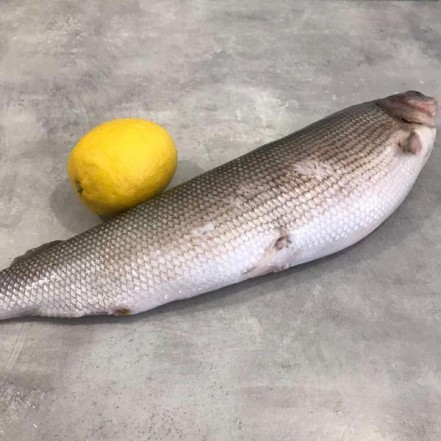 Сиг свежий улов 500+ гр с/м(опт 578 руб/кг)