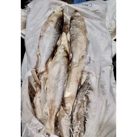 Сиг свежий улов 500+ гр с/м(опт 578 руб/кг)