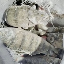 Окунь речной с/м 800+ (опт 285 руб /кг)