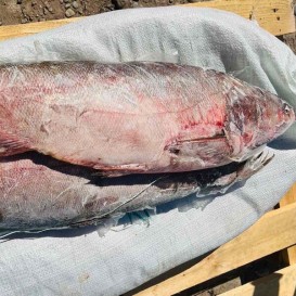 Толстолобик с/м  1,5 кг( опт 220/209 руб/кг)