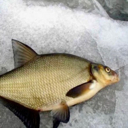 Лещ отборный ( опт 157/149 руб/кг)