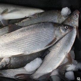 Омуль северный с/м фасовка 1кг (опт 679 руб/кг.)