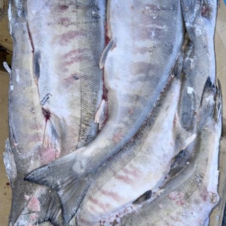 Кета с/м пбг штучная зам.от 2 кг(опт 926/880 руб/кг)