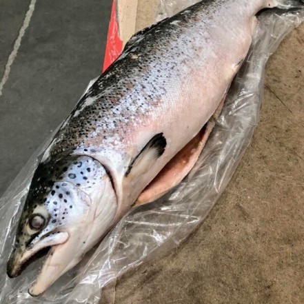 Семга ПРЕМИУМ  ПСГ с/м от 2 кг(опт 1512 руб/кг)