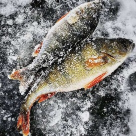 Окунь речной с/м 800+ (опт 285 руб /кг)