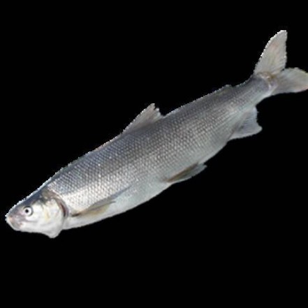 Пыжьян с/м от 1 кг(опт 415 руб/кг)