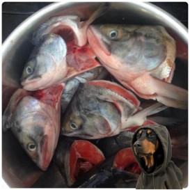 Головы кеты 2кг/уп с/м(опт 162 руб/кг.)