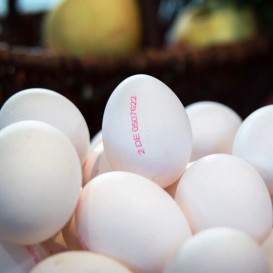 Яйца куриные 1категории,,Белоречье’’ (опт 129 руб/уп)